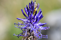 Phyteuma betonicifolium